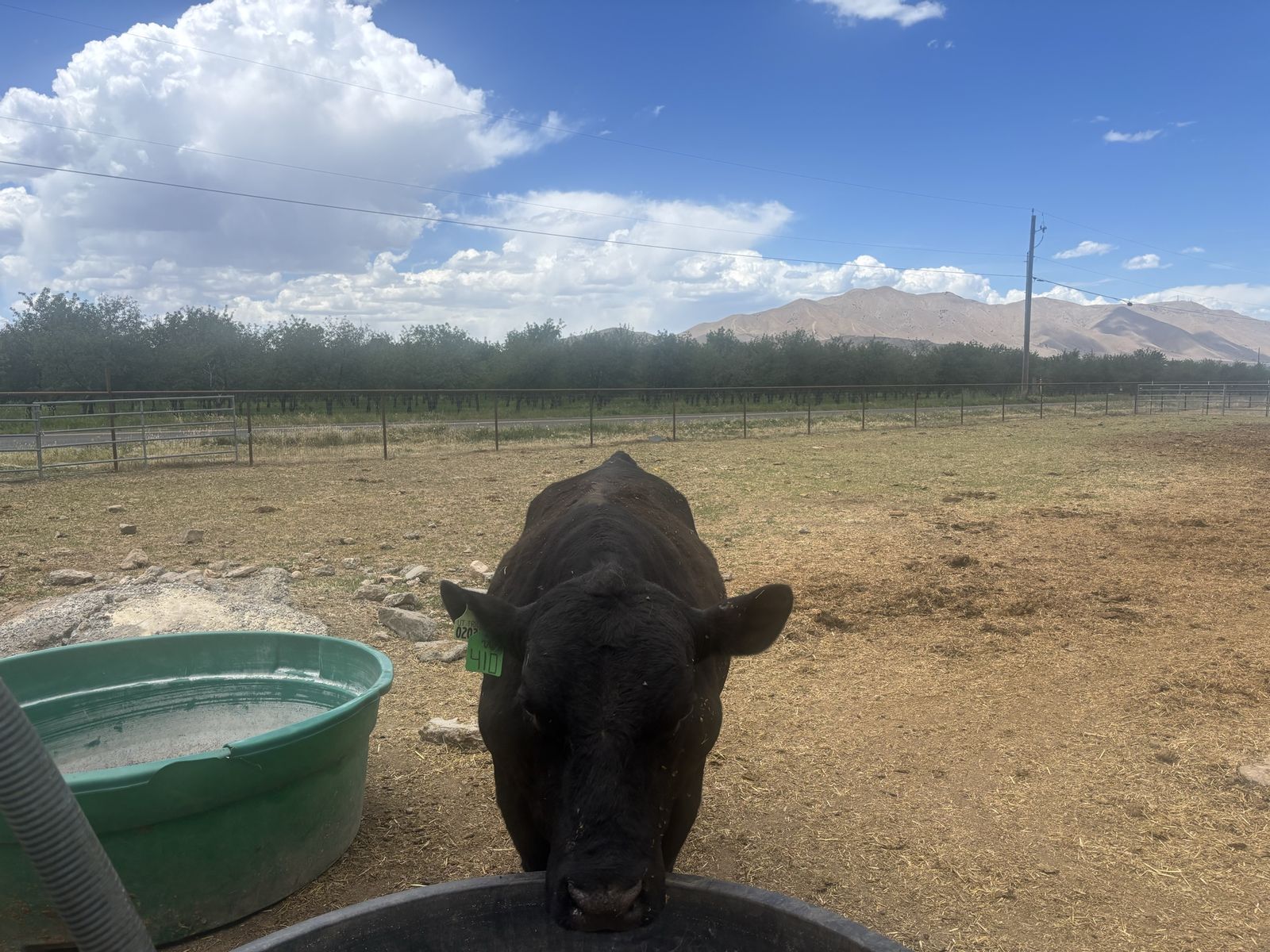 4 year old bull