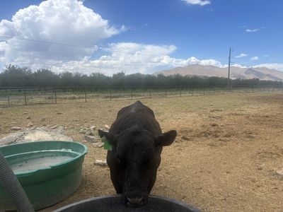 4 year old bull