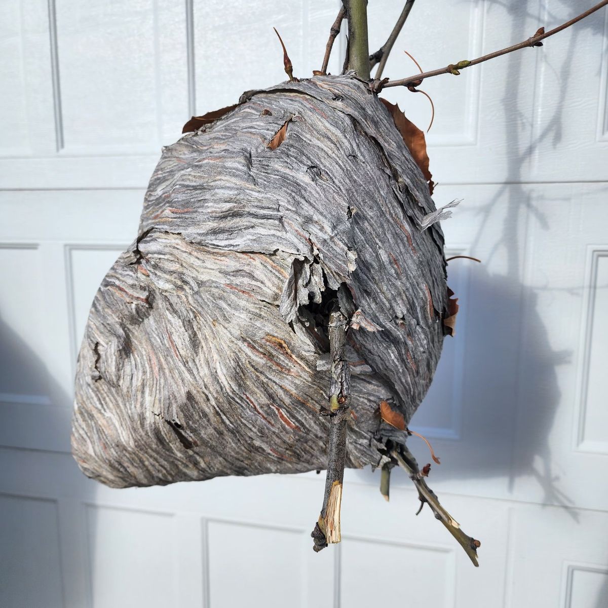 Hornet/Wasp paper nest