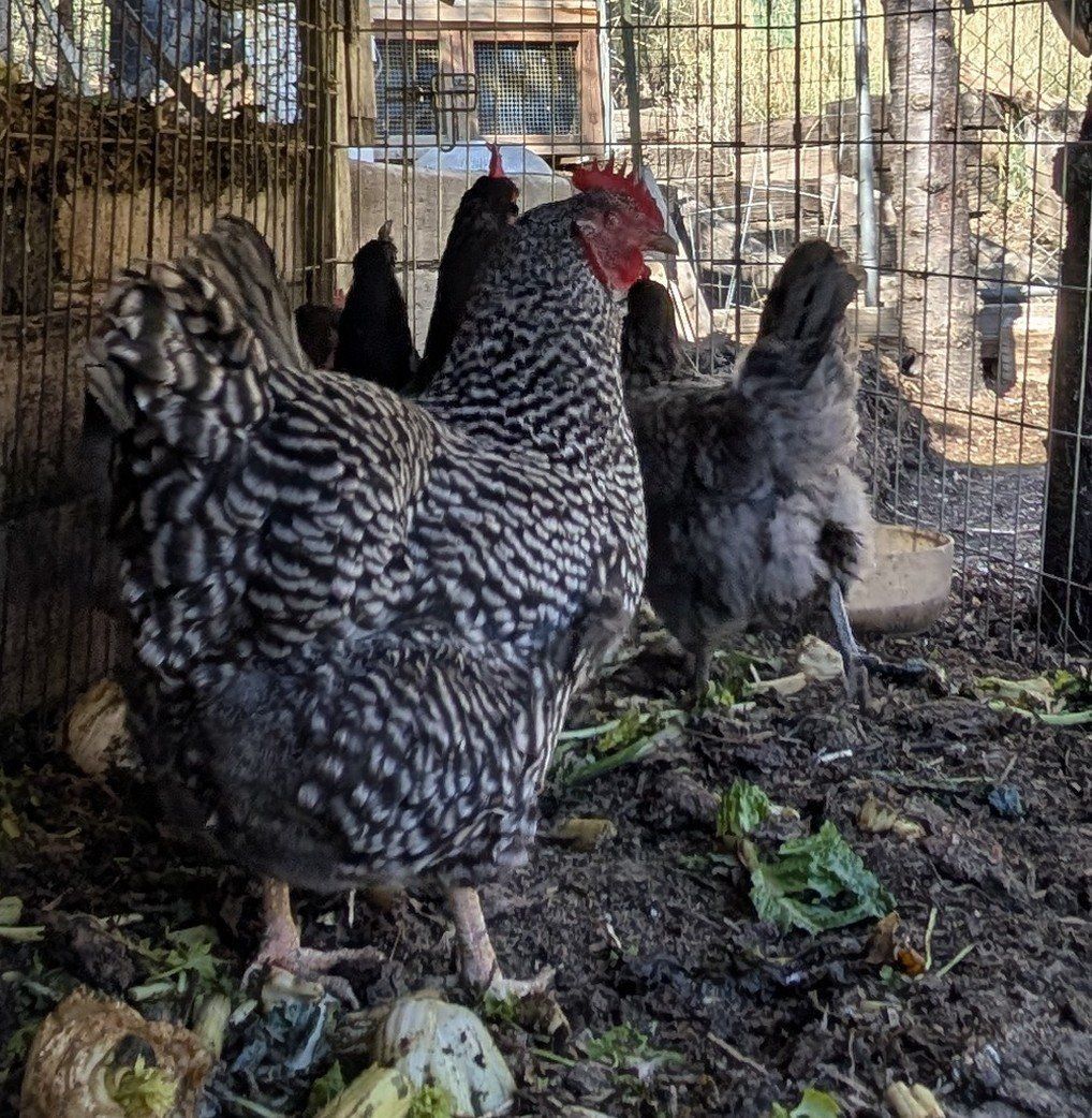 Young prolific layer chickens