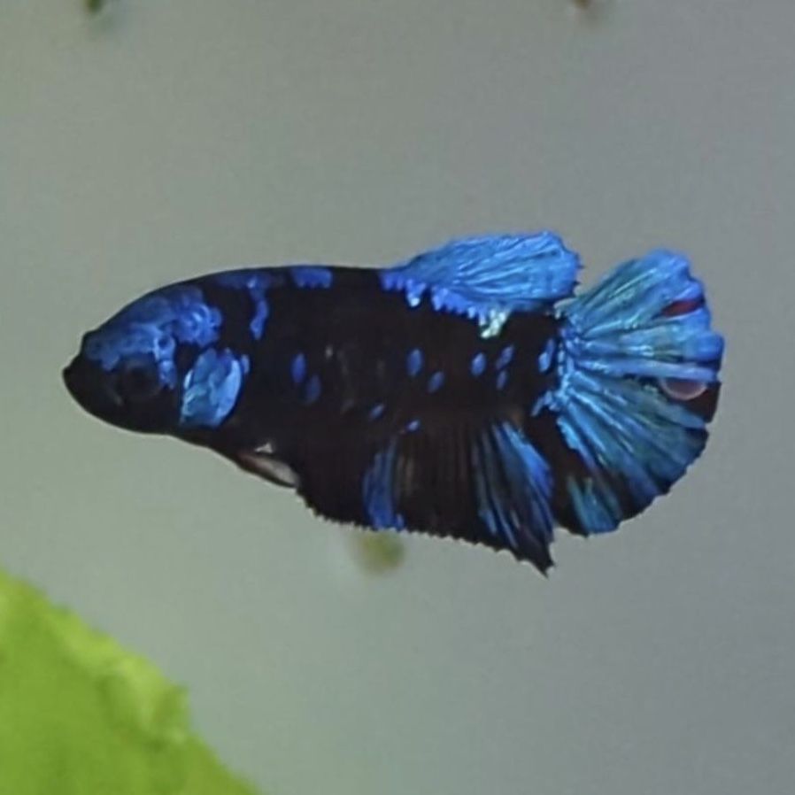 Red Blue Galaxy Female Betta HMPK