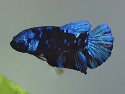 Red Blue Galaxy Female Betta HMPK