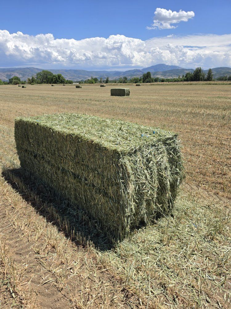 Hay Bales - Freshly Baled For Sale