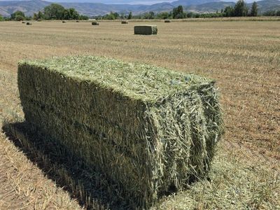 Hay Bales - Freshly Baled For Sale
