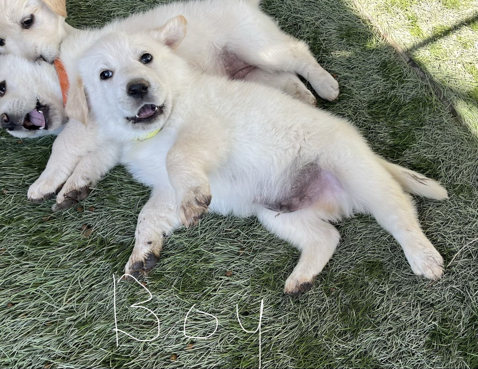 Puppies for Sale!