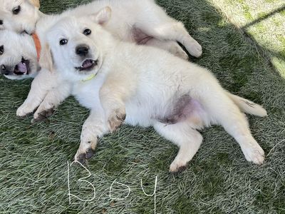 Puppies for Sale!