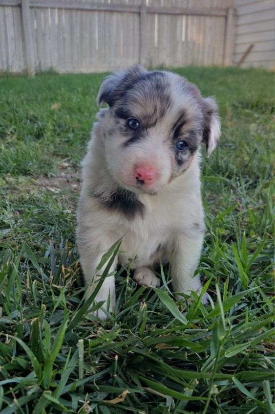Registered Border Collie (ABCA)
