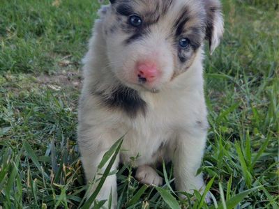 Registered Border Collie (ABCA)