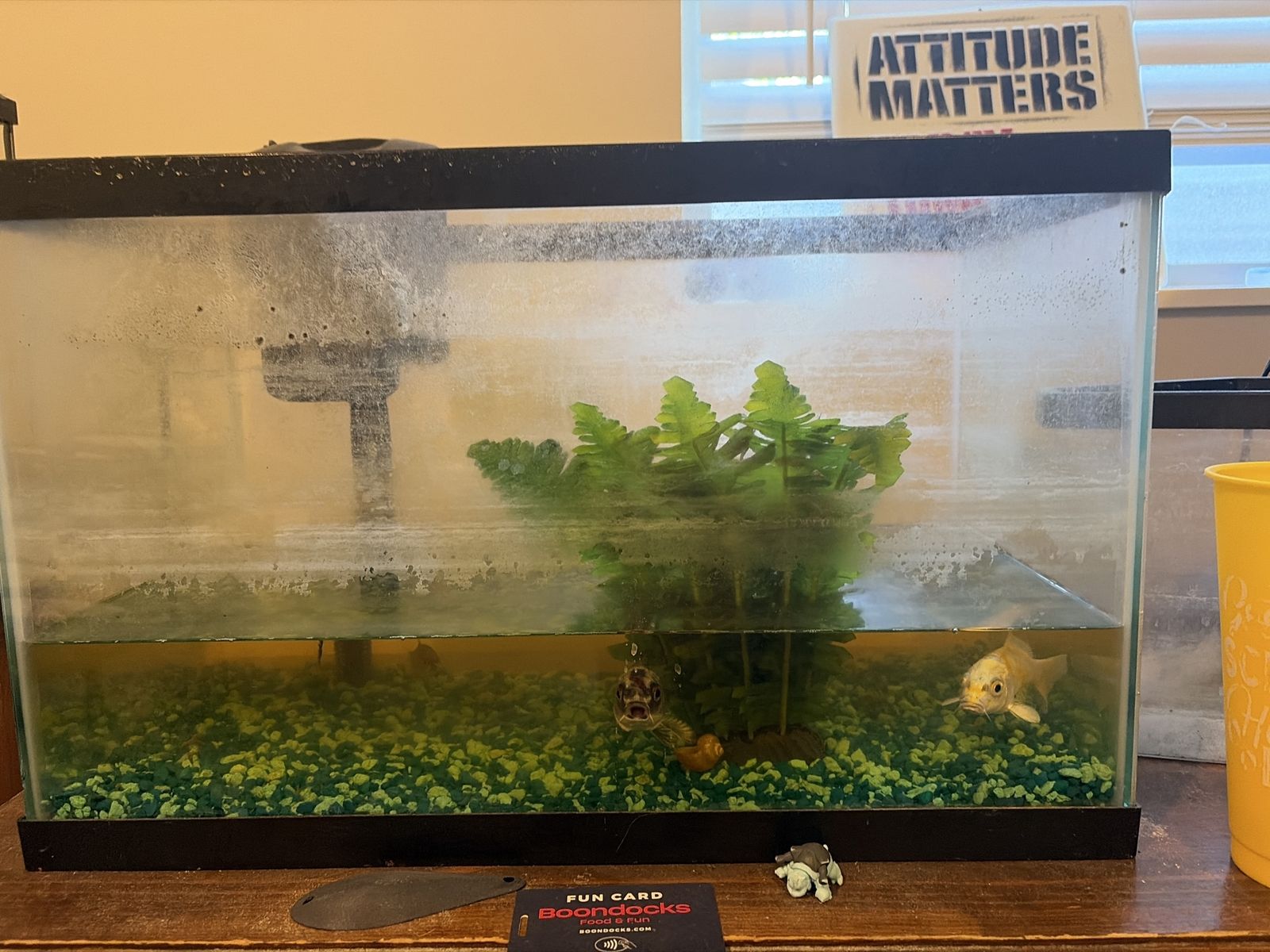 Tank with fish