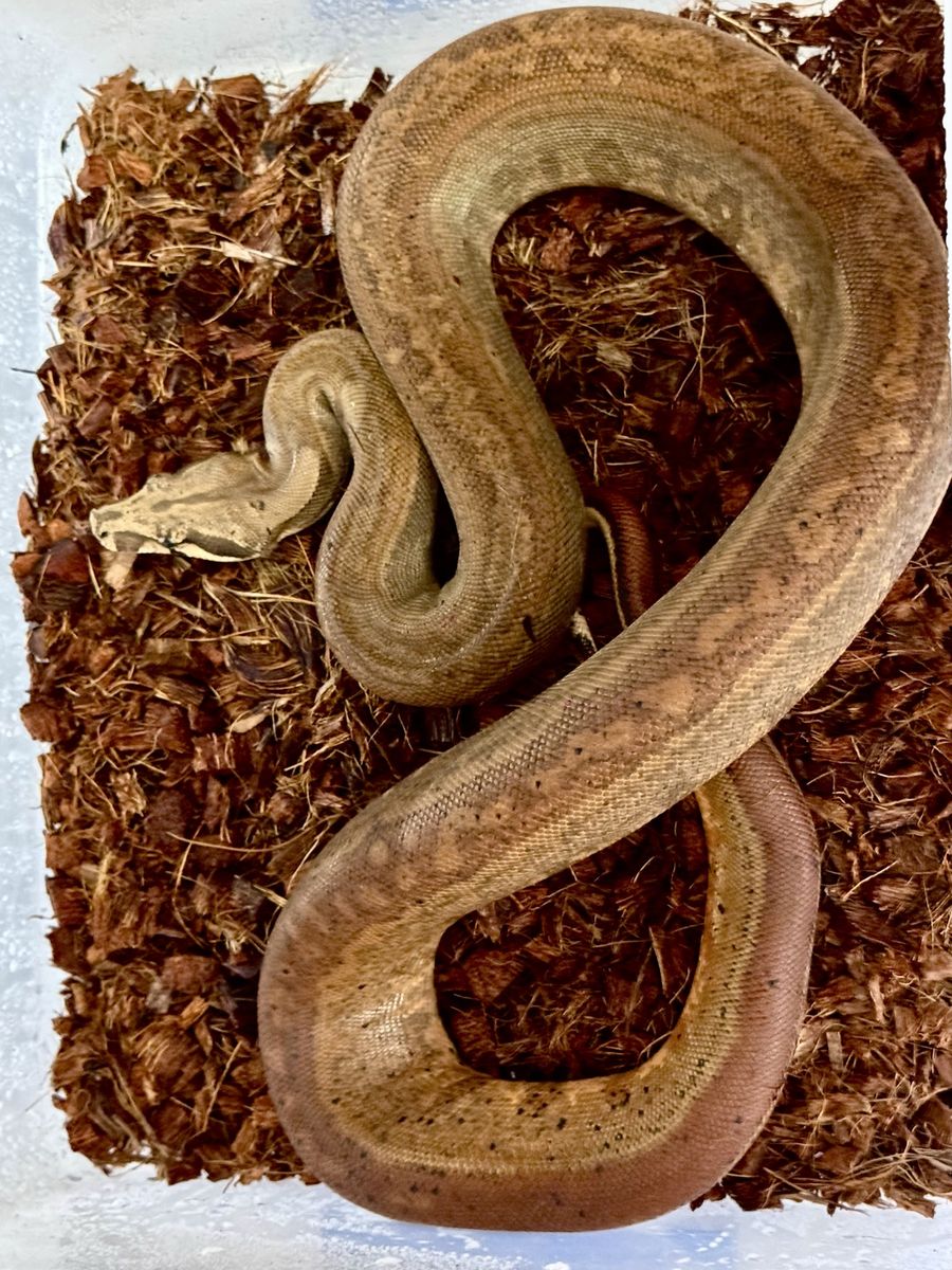 Hypo Aztec Jungle Boa Female (dh VPI/anery)