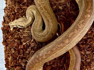 Hypo Aztec Jungle Boa Female (dh VPI/anery)