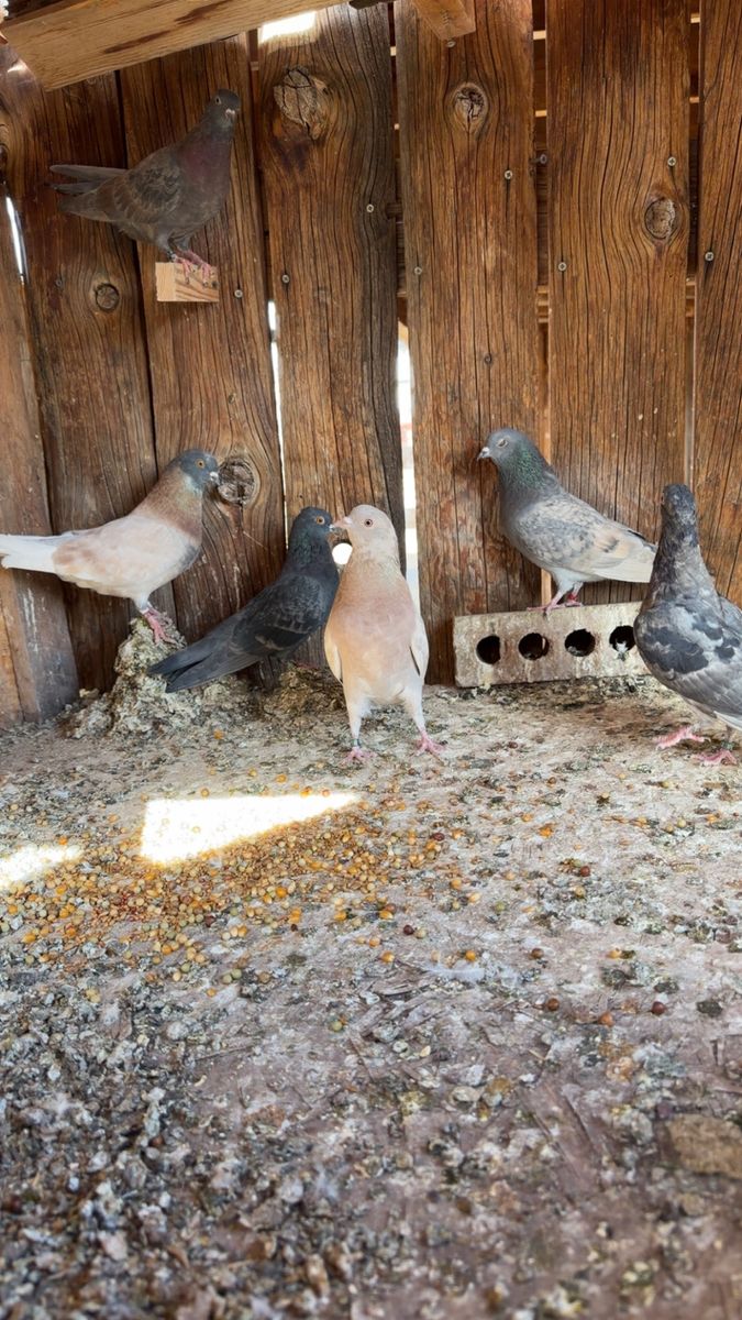 Birmingham Roller, Pigeons