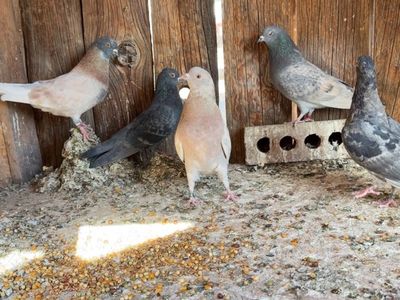 Birmingham Roller, Pigeons