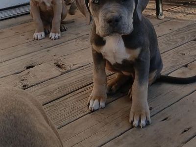 Cane Corso/American Bully puppies