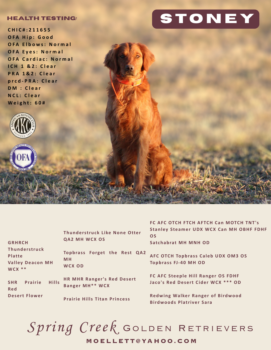 Golden Retriever puppies