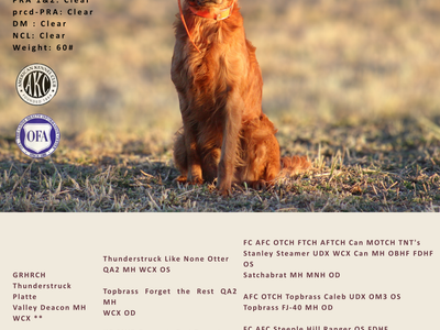 Golden Retriever puppies