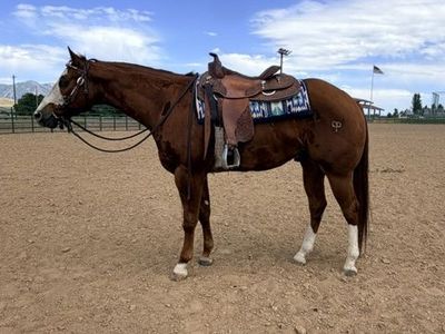 Multiple World Champion APHA Gelding Kids / Youth Horse