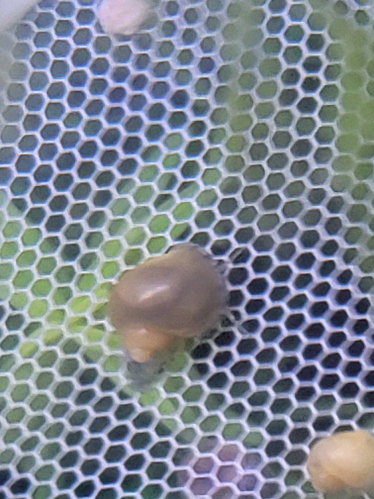 Jade Mystery Snail Babies 2 for $1