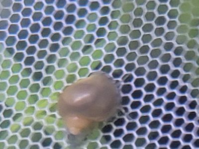Jade Mystery Snail Babies 2 for $1