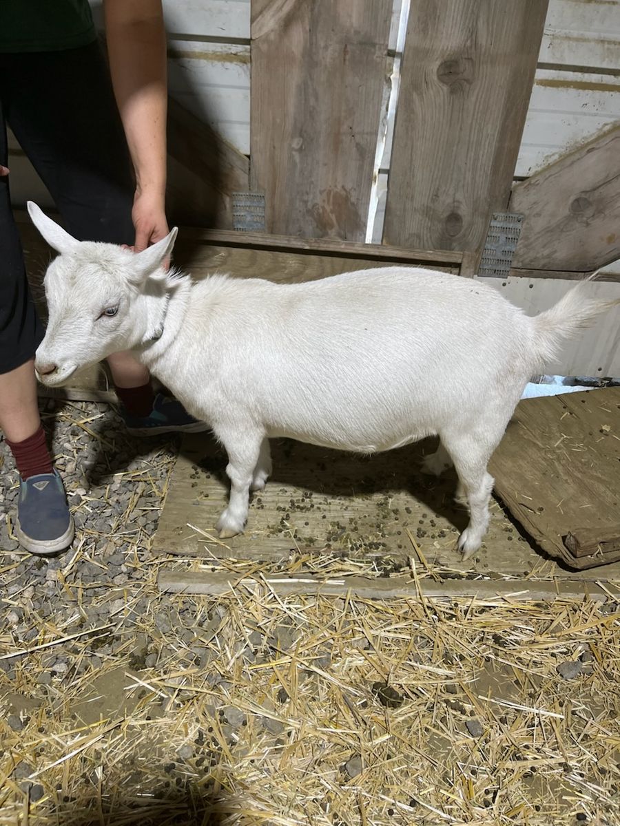 Three Nigerian Dwarf does