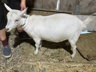 Three Nigerian Dwarf does