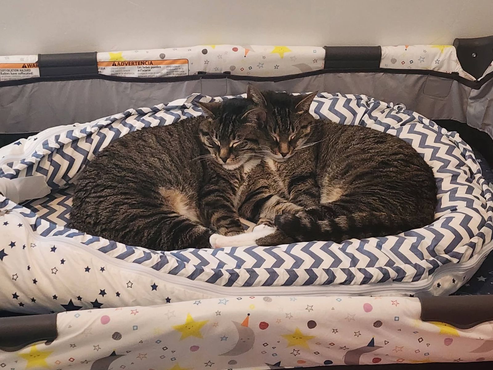 Bonded Sister Pair