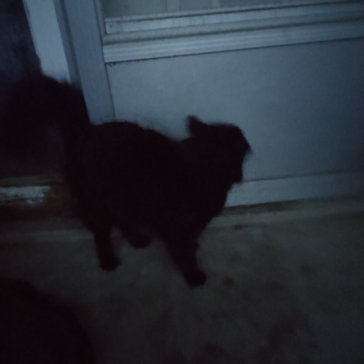 lost black cat $300 reward still missing