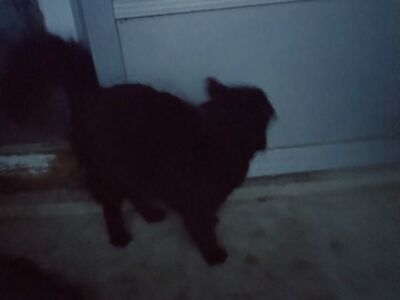 lost black cat $300 reward still missing