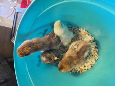 brooder clean out!! SEND ME YOUR BEST OFFER