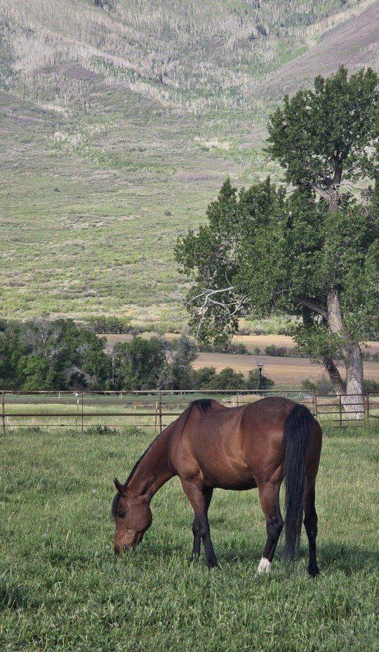 Broke Bay Arab/QH mare