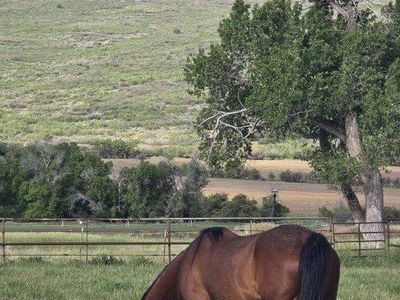 Broke Bay Arab/QH mare