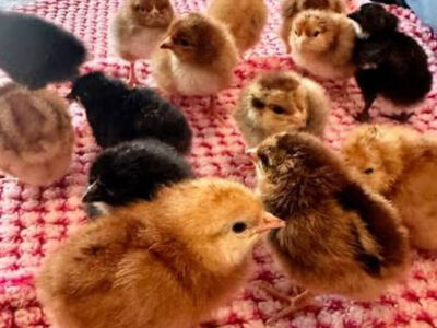 Chicks ( Just hatched!!)