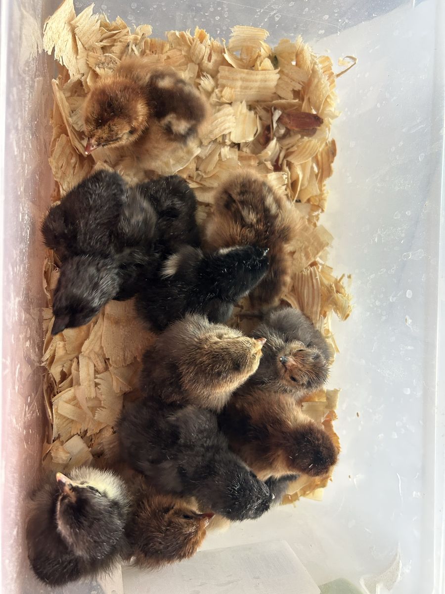 Bantam Cochin Chicks
