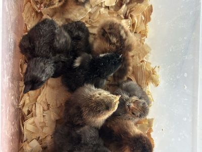 Bantam Cochin Chicks