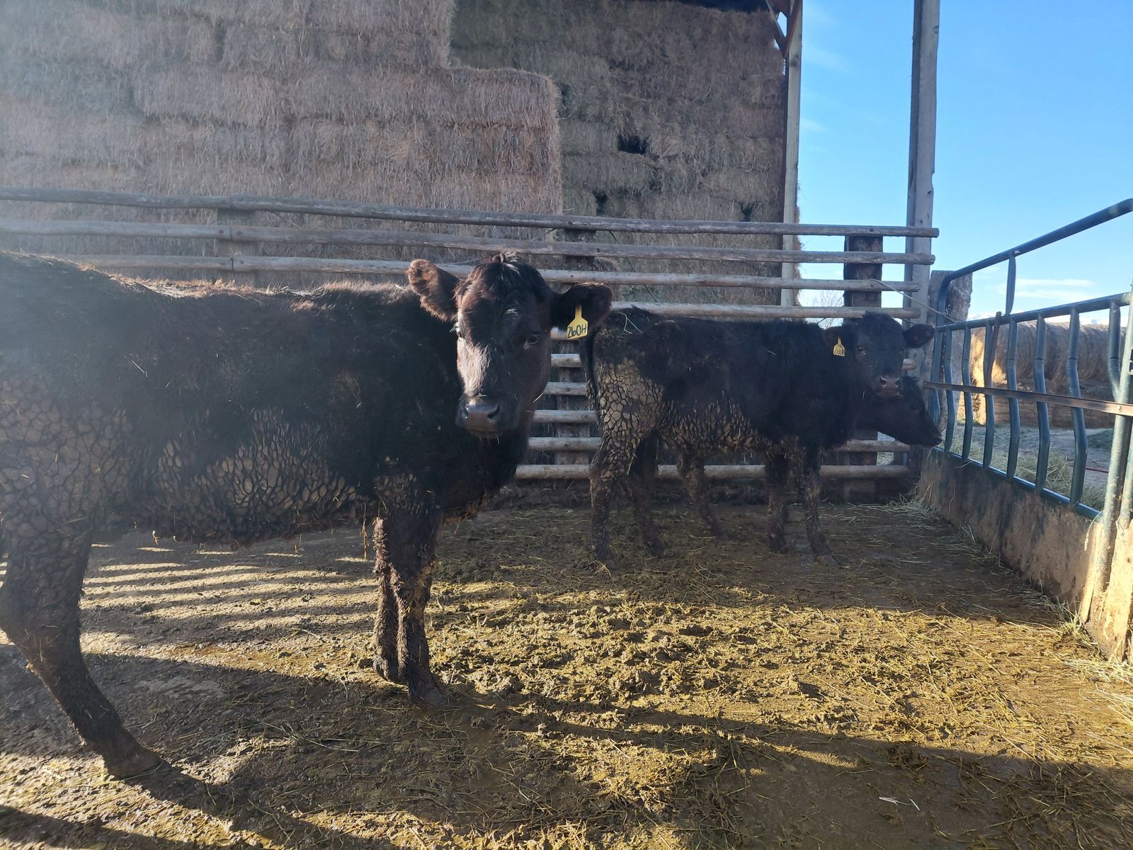 Angus Cross yearlings