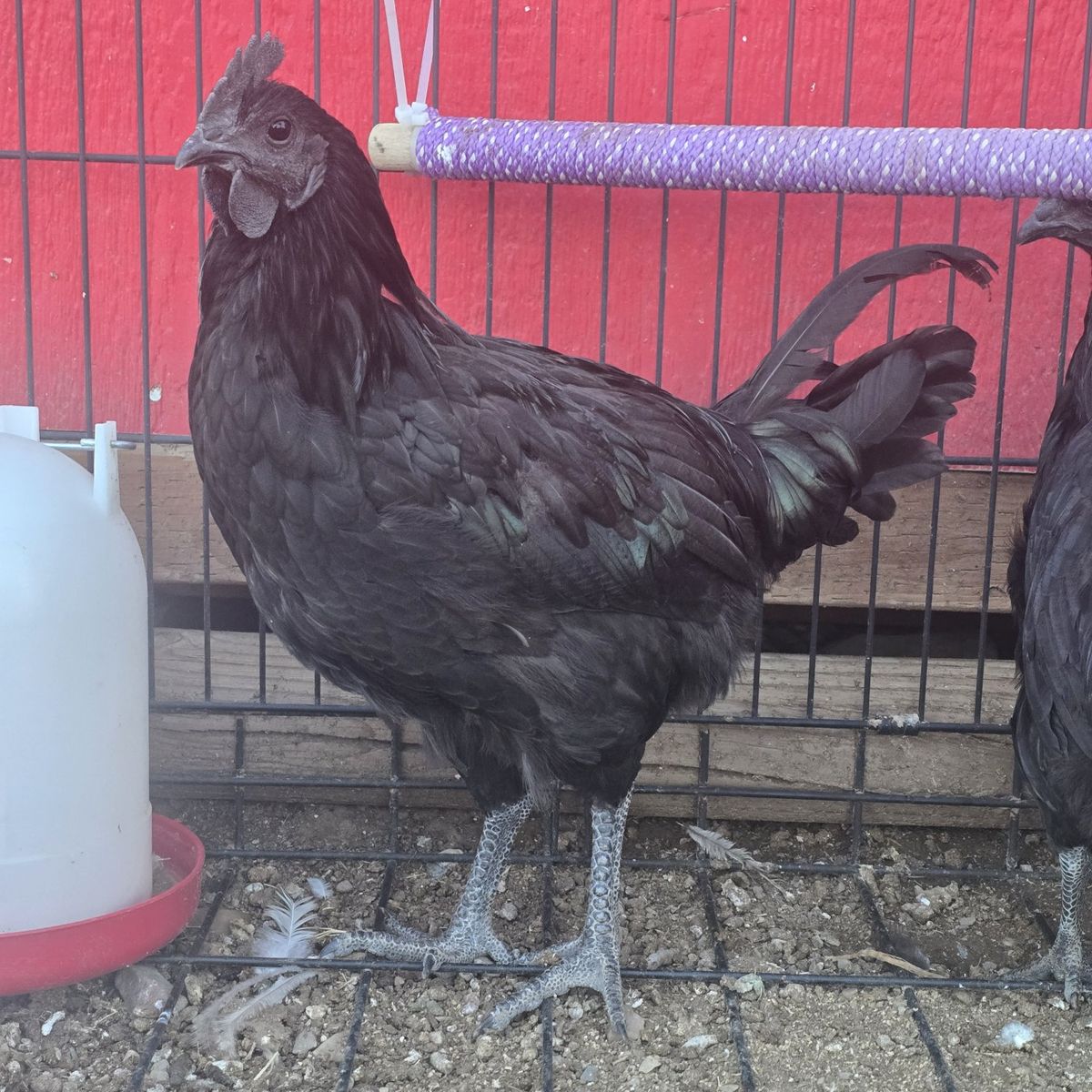 Ayam Cemani rooster