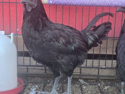 Ayam Cemani rooster