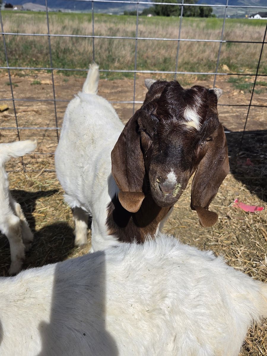 Goats