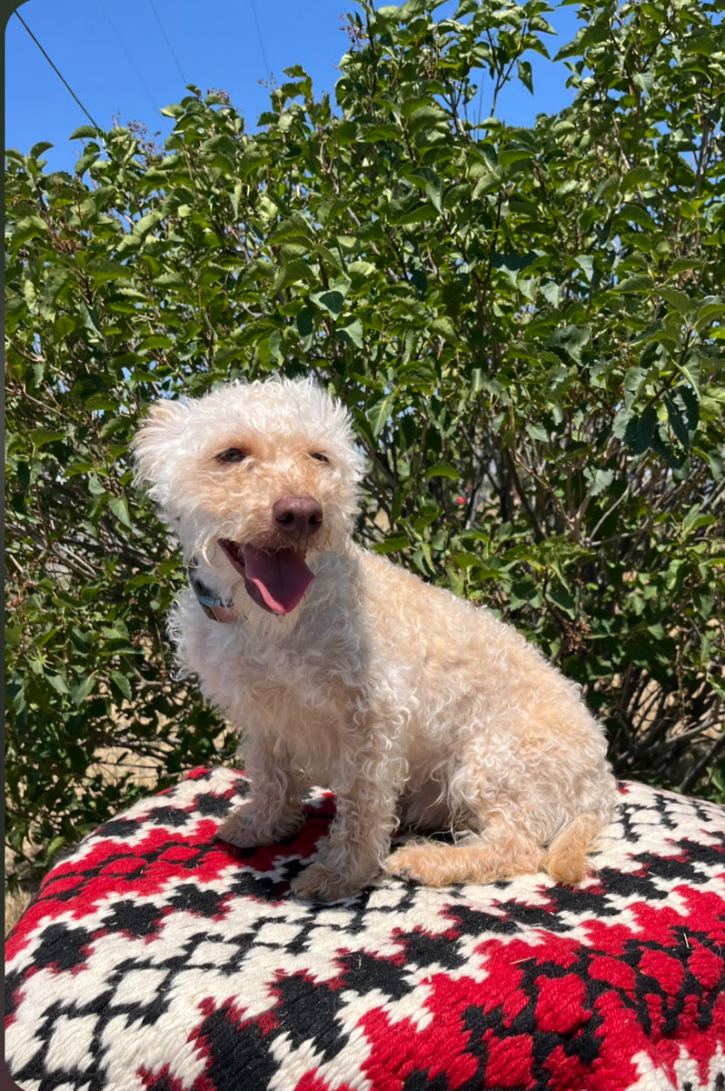 Schnoodles For Sale
