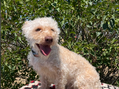 Schnoodles For Sale
