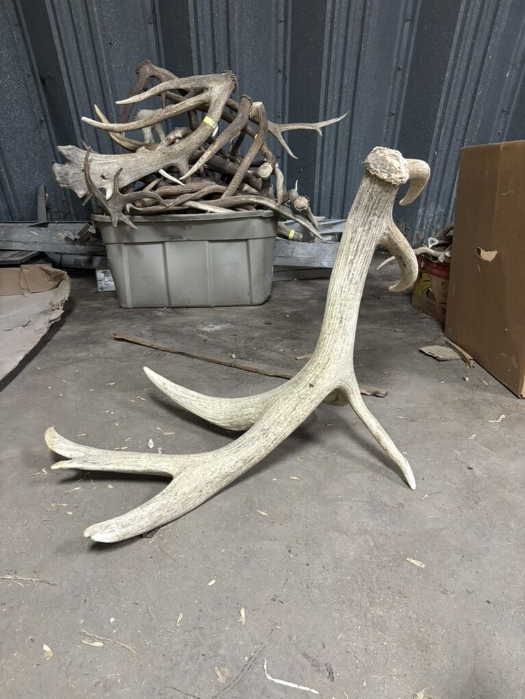 Stand Up Elk Shed Antler