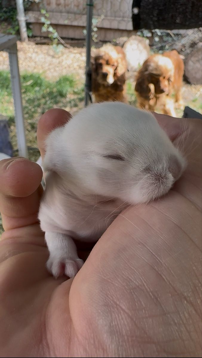 Baby Holland Lop Bunnies