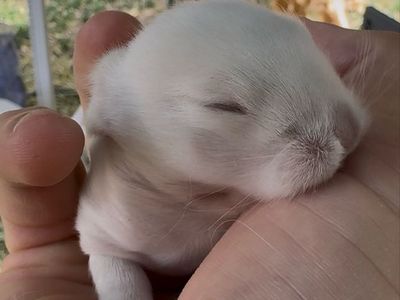 Baby Holland Lop Bunnies