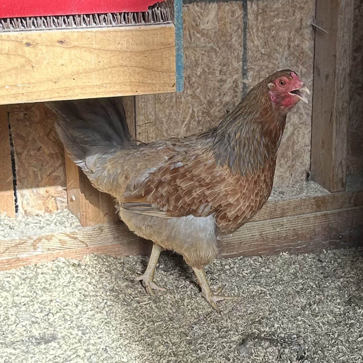 Laying Hens