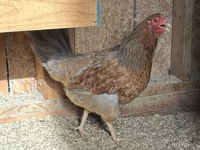 Laying Hens