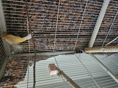 2 beautiful canaries