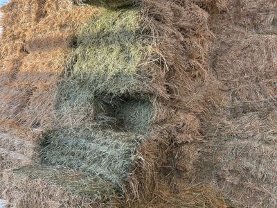 Grass Hay $10