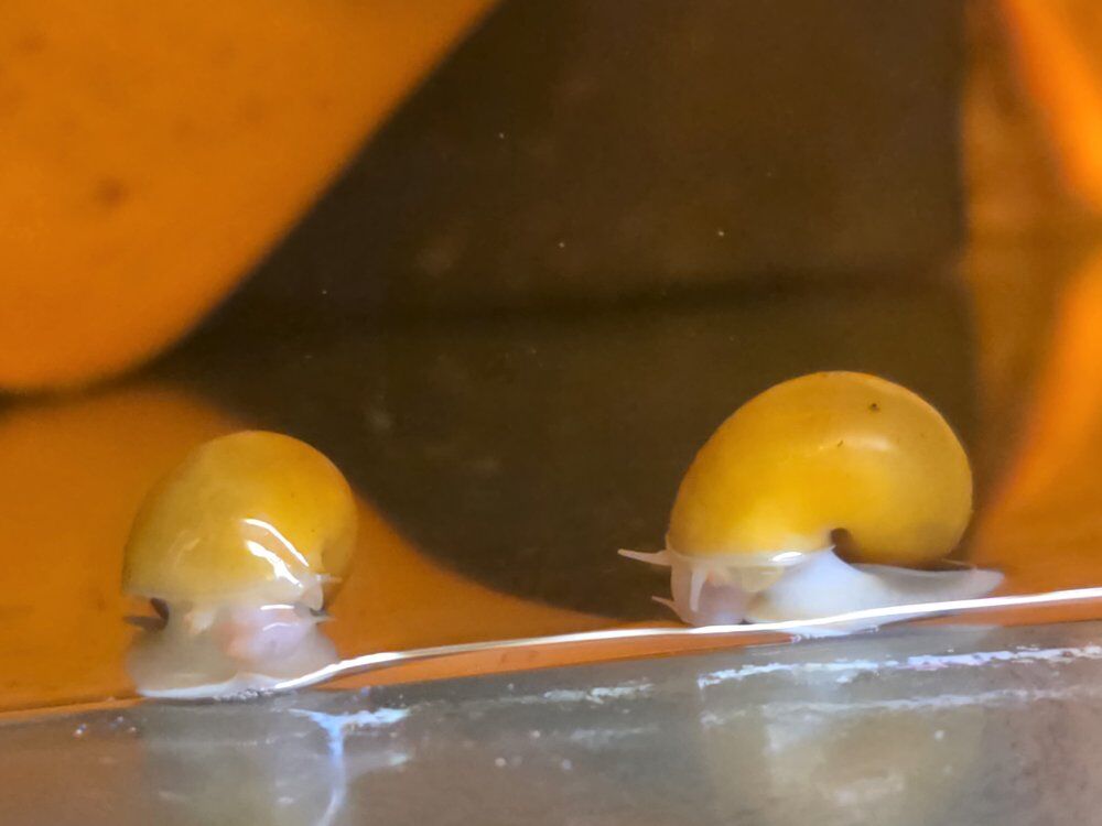 Golden Mystery Snails