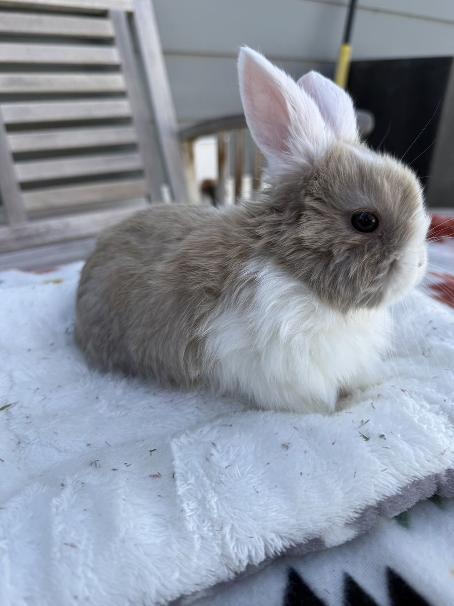 Baby Female Holland Lop