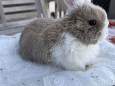 Baby Female Holland Lop